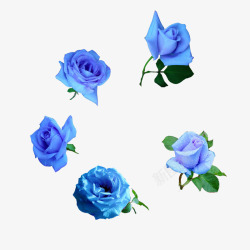 花朵蓝色妖姬素材