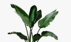 绿色热带植物绿色美人蕉叶子高清图片