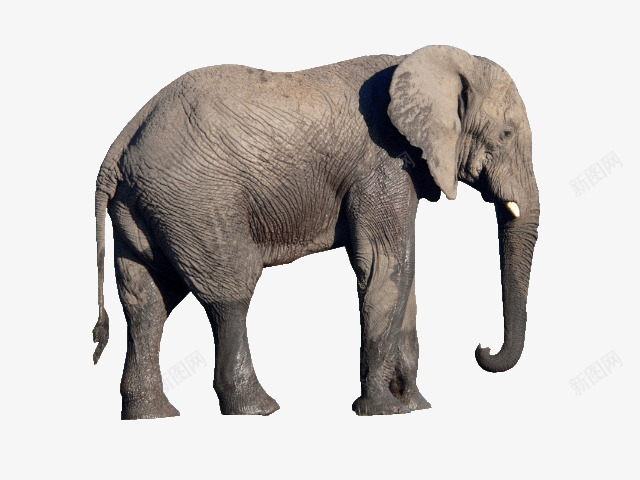安静的年迈非洲象png免抠素材_88icon https://88icon.com 侧面大象 动物 安静的大象 年迈风格 非洲象