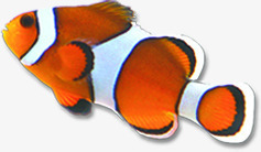 海底动物小黄鱼卡通素材