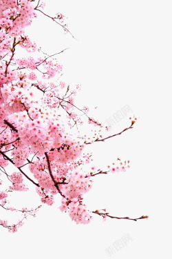 粉红色花瓣飘落樱花春天花花瓣高清图片