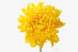 黄色菊花素材菊花摄影高清图片