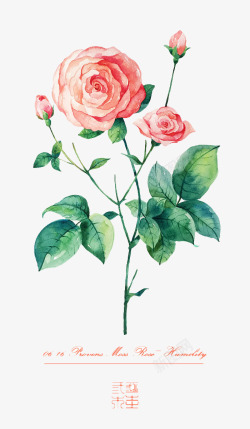 手绘粉红色礼盒水墨手绘粉红色的玫瑰花高清图片