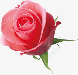绿色花一朵粉色玫瑰花高清图片