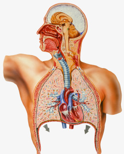 肺部结构横切面素材