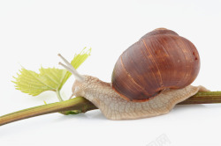 棕色蜗牛壳攀爬的蜗牛高清图片