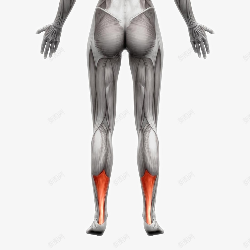 人体肌肉组织分布png免抠素材_88icon https://88icon.com 人体器官人体模型 人体结构图 人体肌肉组织分布 人体骨骼 医学研究 肌肉组织 肌肉锻炼 肱二头肌