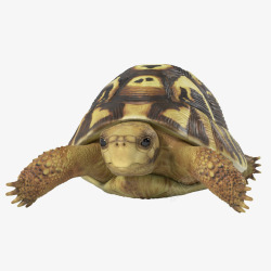 爬行动物陆龟黄色爬行动物高清图片