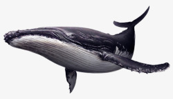 黑白动物绘画坐臀鲸鱼高清图片