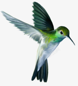 绿色羽毛绿色羽毛长嘴小鸟高清图片