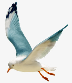蓝色的小鸟飞翔的海鸥高清图片