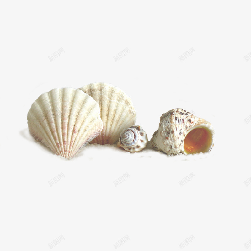 数颗白色贝壳png免抠素材_88icon https://88icon.com 产品实物 斑点 沙滩贝壳 海螺 白色 贝壳纹路