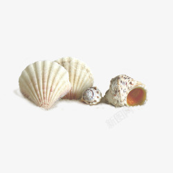沙滩贝壳数颗白色贝壳高清图片
