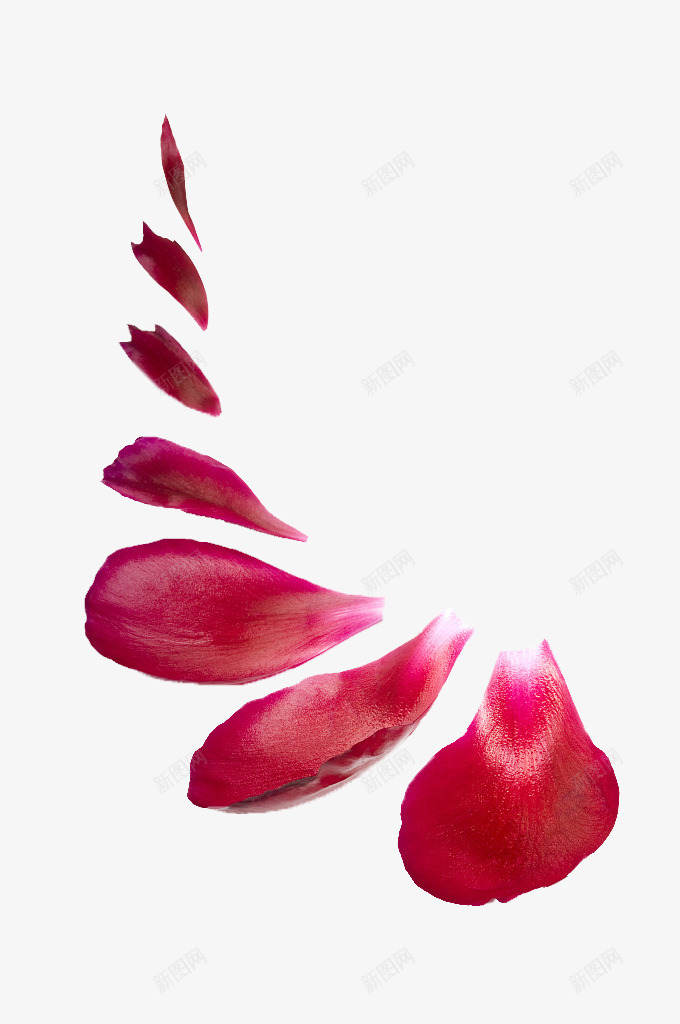 情人节浪漫玫瑰瓣布景png免抠素材_88icon https://88icon.com 免抠下载 情人节 梦幻 浪漫 爱情 玫瑰瓣 玫瑰瓣布景