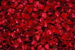 玫瑰花瓣海报背景七夕情人节素材