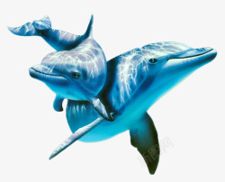 蓝色海洋海豚海洋生物素材