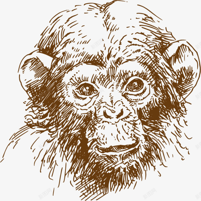 素描可爱猿猴png免抠素材_88icon https://88icon.com 动物 可爱猿猴 呆萌猿猴 棕色毛发 棕色猿猴 素描猿猴