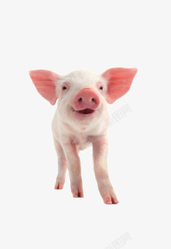家半月可爱小猪高清图片