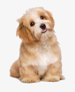 狗狗可爱的吐舌头长毛狗高清图片