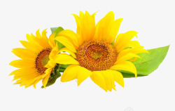 向日葵花朵素材金葵花向日葵黄色花朵鲜花向阳花高清图片