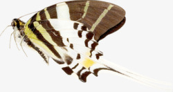 黄棕色斑点蝴蝶装饰素材