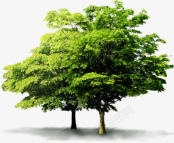 绿色植物大树景观素材