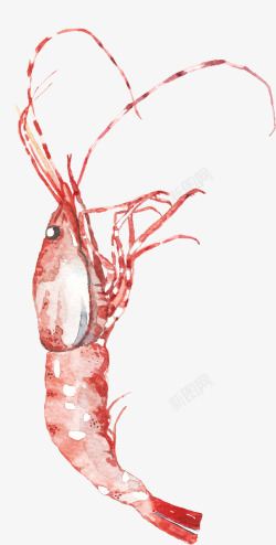 手绘红色简单水彩小龙虾素材