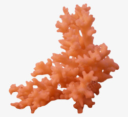 红珊瑚素材