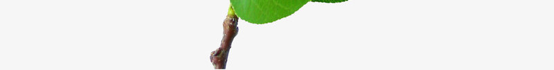 绿色油亮的叶子png免抠素材_88icon https://88icon.com 叶子真实 树叶 油亮的叶子 漂浮 硬质树叶 绿叶 装饰