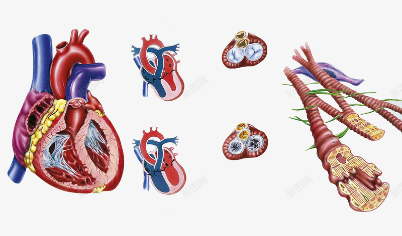 人体器官血液循环png免抠素材_88icon https://88icon.com 健康 医疗教学 心血管 血液循环