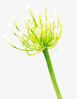 梅花栀子茉莉花高清图片