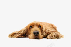 棕色可爱躺着的狗动物素材