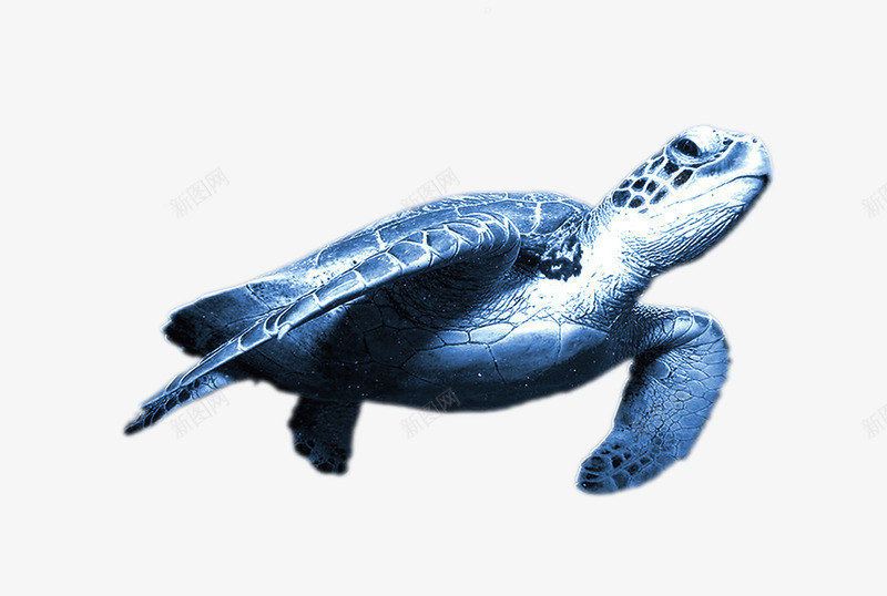 海里的乌龟png免抠素材_88icon https://88icon.com 两栖动物 乌龟 动物 游泳 龟壳