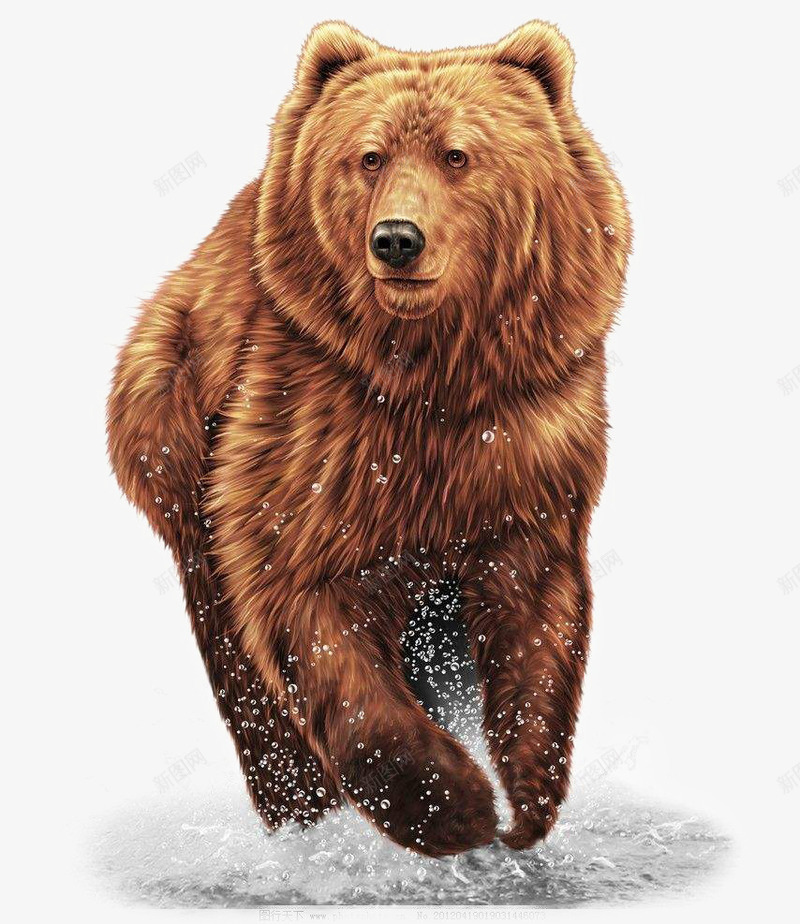 熊棕色的熊棕熊动物psd免抠素材_88icon https://88icon.com 动物 手绘 手绘熊 棕熊 棕色的熊 熊 行走的熊