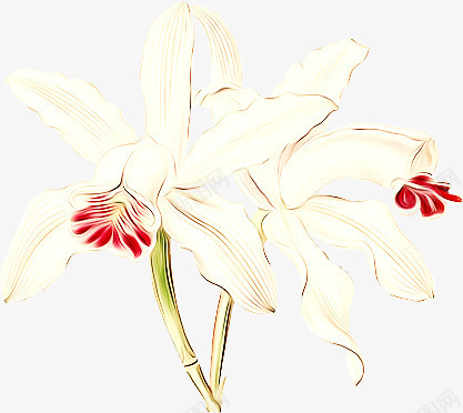 百合png免抠素材_88icon https://88icon.com 三角梅 小花 杉树 栀子花 桃花 梅花 梨花 油画 牡丹 玫瑰花 百合 竹子 绿叶 美女 茉莉 荷叶 荷花 韩模