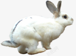草地奔跑白兔素材