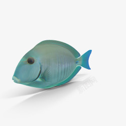 海底世界之蓝色小鱼素材