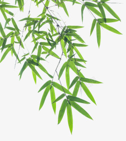 矢量植物竹子竹林高清图片