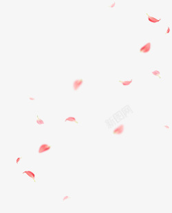 花瓣掉落粉色花瓣飘落漂浮高清图片