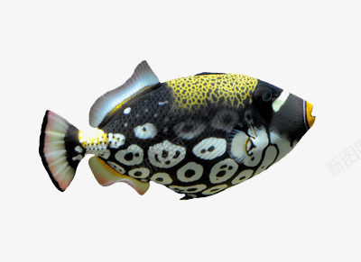 黑色斑斓的小丑鱼png免抠素材_88icon https://88icon.com 小丑鱼 水底 海底动物 鱼
