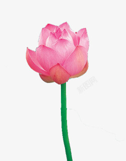 含苞待放的荷花素材