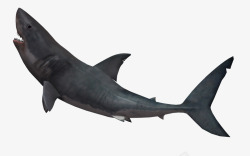 微信头像3d鱼类蓝色鲨鱼高清图片