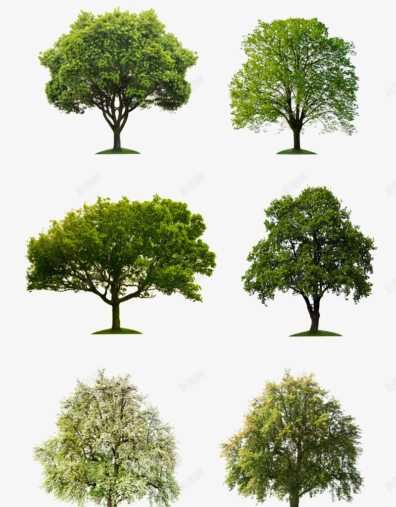 春天绿色树木png免抠素材_88icon https://88icon.com 初春焕彩 新图 新图网详情 春天 树木 绿色