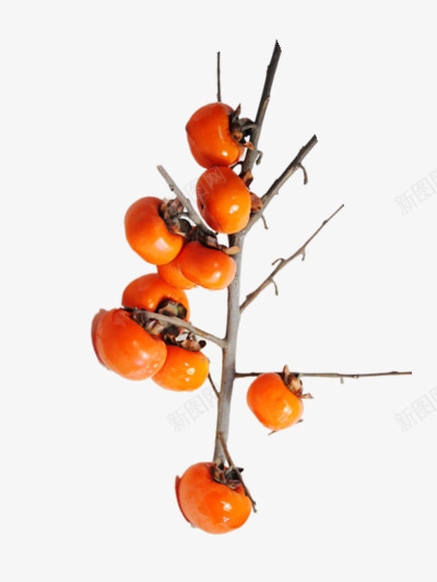 长在树上的柿子png免抠素材_88icon https://88icon.com PPT 水果 简单装饰 黄色