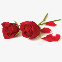 散落的红色花瓣红色玫瑰花高清图片