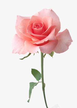色彩背景粉色玫瑰花高清图片