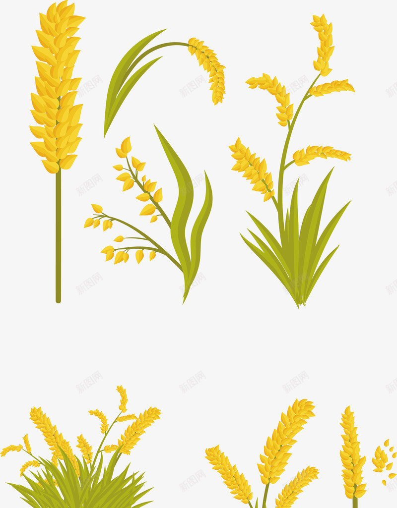 黄绿色秋季收获小麦穗矢量图ai免抠素材_88icon https://88icon.com 可爱手绘 小麦仁 清新风 秋季 绿黄色 麦穗 矢量图