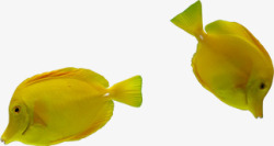摄影海底海报黄色鱼素材