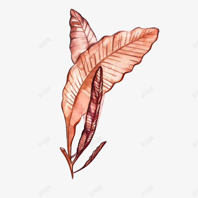 棕色水族馆海底动植物psd免抠素材_88icon https://88icon.com 大片叶子 好看 小清新 手绘 棕色 水彩 水生植物 淡彩 精美 美丽