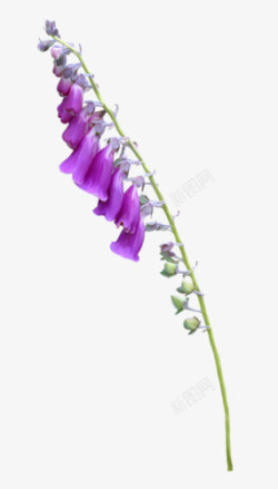 紫色鲜花干枯生命力素材